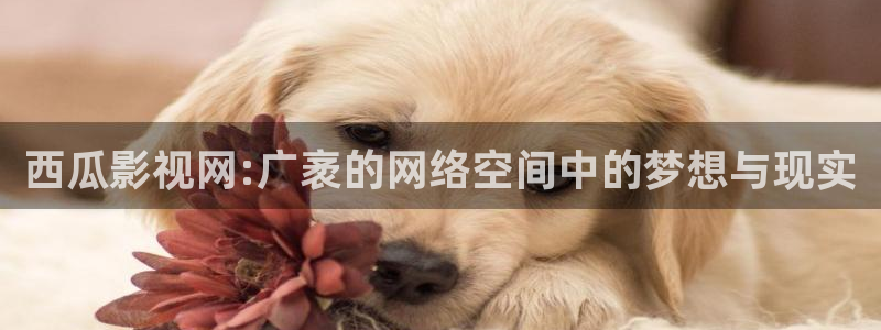 悟空影视免费高清在线观看视频：西瓜影视网:广袤的网络空间中的梦想与现实